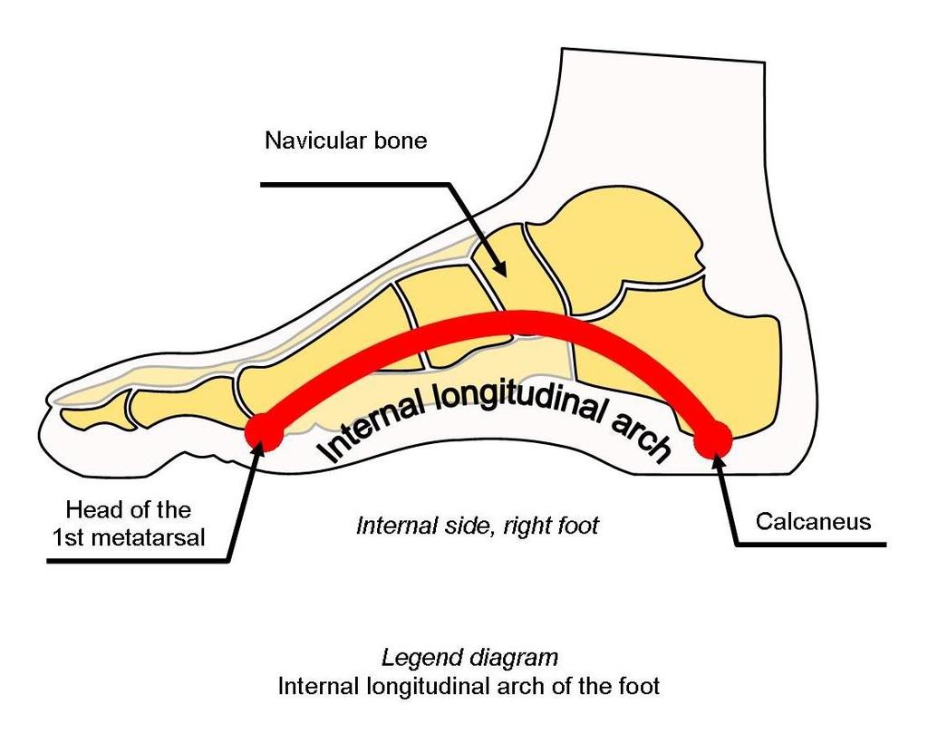 Medial longitudinal arch The medial longitudinal arch is on the medial side of the foot, It is made of the talus, calcaneus, navicular, cuneiform, and