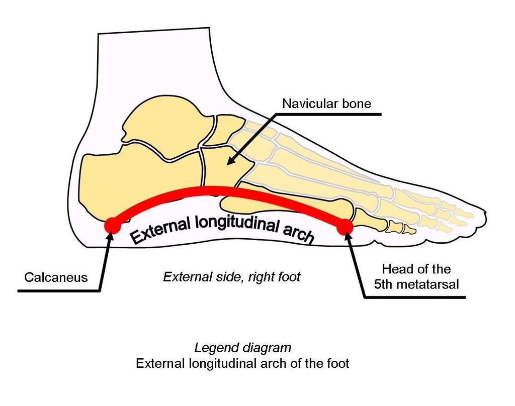 Lateral Longitodinal arch The lateral longitudinal arch is located on the lateral side of the foot.