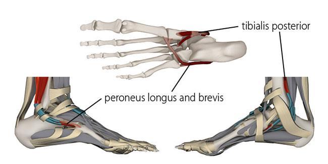 While the normal tone of the small intrinsic muscles of the foot also plays an essential part in keeping the