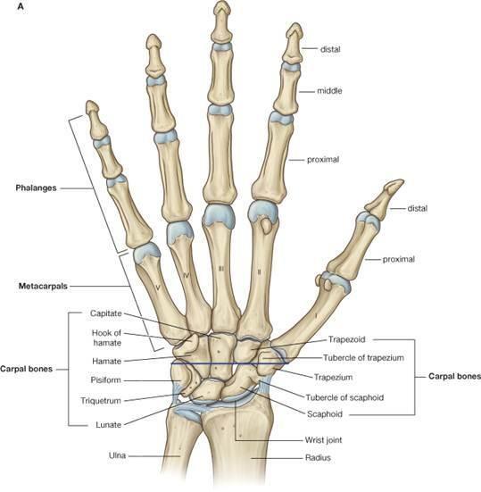 Hand Skeleton of the hand contains wrist bones (Carpal bones 8), bones