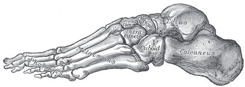 Lateral View of the foot