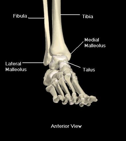 Bones of the Ankle: During walking the talus distributes about half the weight to the calcaneus the rest to the other tarsal bones Tibia Main weight bearing bone of LOWER LEG Forms medial malleolus