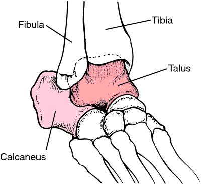 ankle joint
