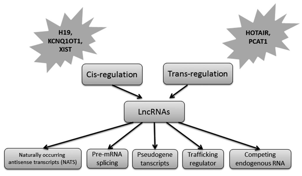 148 Li and Wang. Noncoding RNA in thyroid cancer Figure 1 Schematic mechanisms of lncrnas function. Generally, lncrnas can regulate gene expression transcriptionally or posttranscriptionally.