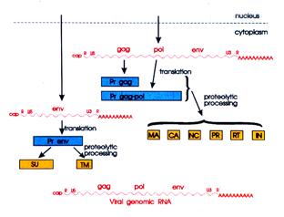 6 of 7 A. Transcription of Viral RNA 1. Unspliced RNA - structurally similar to cellular mrnas (5 -cap and 3 - polyadenylation). a. Viral genome b.