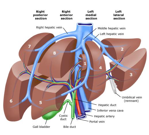 Liver Anatomy RadioGraphics.