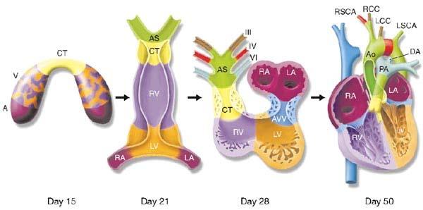 Schematic of Cardiac Morphogenesis in Humans Migration of precardial cells Generation of single