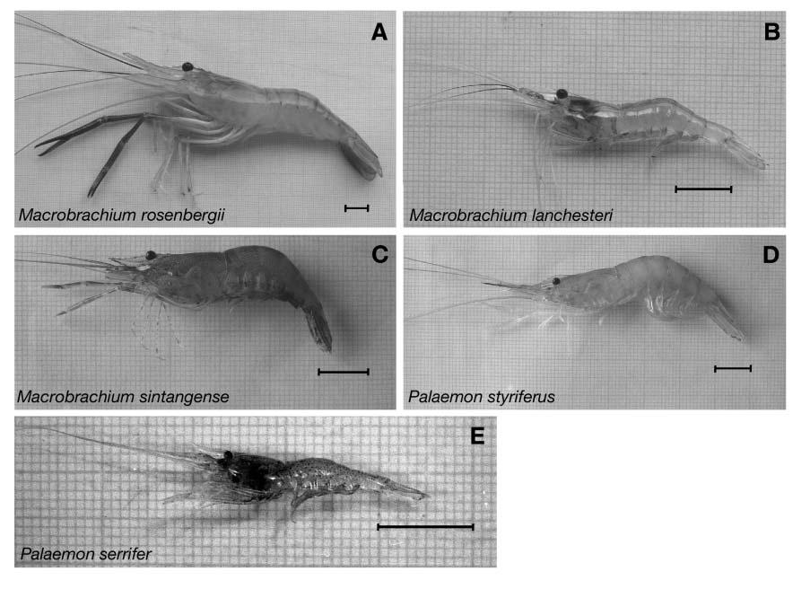 Longyant et al.: YHV infections in palaemonid shrimp 7 Sample preparation. Shrimp were killed by placing in ice-cold water. The head portion was cut longitudinally and divided in half.