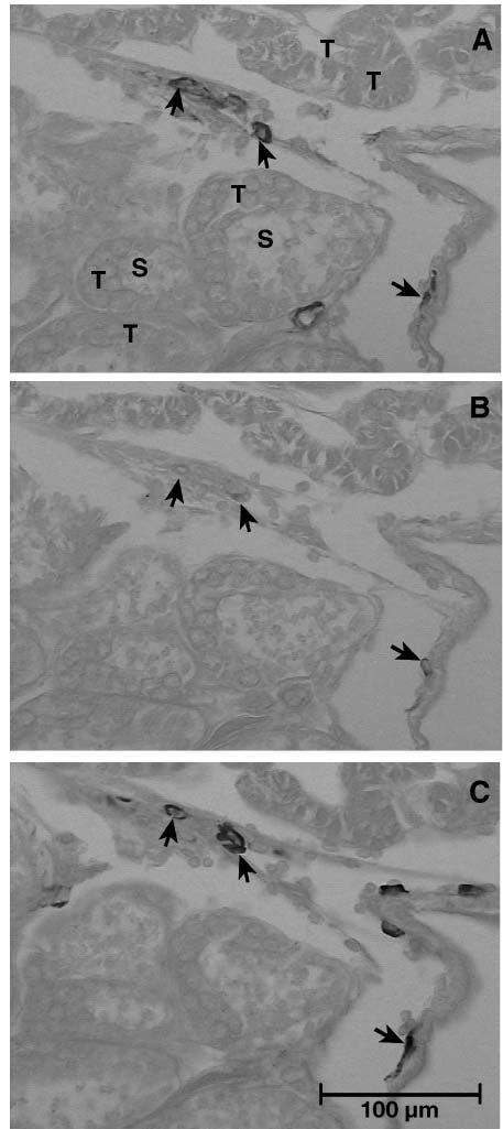 Longyant et al.: YHV infections in palaemonid shrimp 9 Fig. 3. Macrobrachium lanchesteri infected with yellow head virus (YHV). Immunohistochemical detection of YHV using MAbs as indicated in Fig.