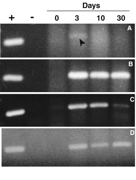 Longyant et al.: YHV infections in palaemonid shrimp 11 Fig. 6. RT-PCR products of tissues from control (non-injected) shrimp (0) and injected shrimp 3, 10, 30 d after challenge.