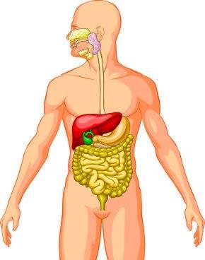 Nutrition and the Digestive process.