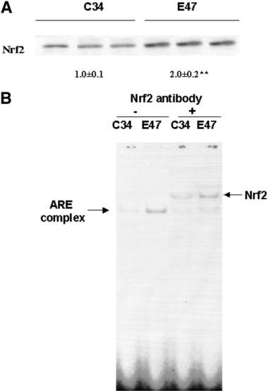 148 GONG AND CEDERBAUM HEPATOLOGY, January 2006 that it contains Nrf2. Together, these results suggest that Nrf2 is activated in E47 cells. Nrf2 mrna Expression Is Increased in E47 Cells.