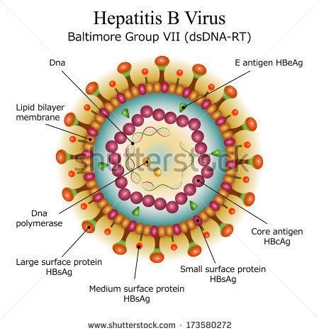 Structure of Hepatitis B Virus Virion is 42 nm in diameter Consists of : An envelop contains viral derived surface proteins also known as HBsAg Nucleocapsid