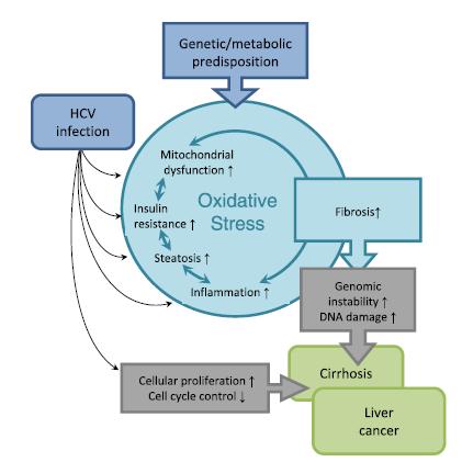 HCV-induced hepatocarcinogenesis