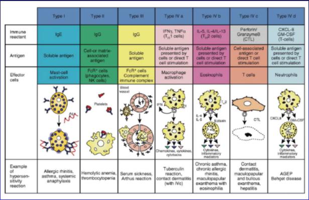 Classification of Allergic Reactions: Gell and Coombs Gell and Coombs Reaction Type Type I Type II Type III Type IV Mechanism Drug-specific IgE mast cell/basophil activation IgG/IgM-mediated