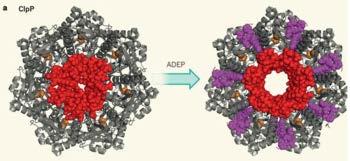3.1. ADEP4 AKTIVIRA ClpP PROTEAZU U normalnim uvjetima, proteaza ClpP prepoznaje i uklanja krivo smotane proteine, zajedno s ATP - ovisnim ClpX, C i A podjedinicama šaperona.