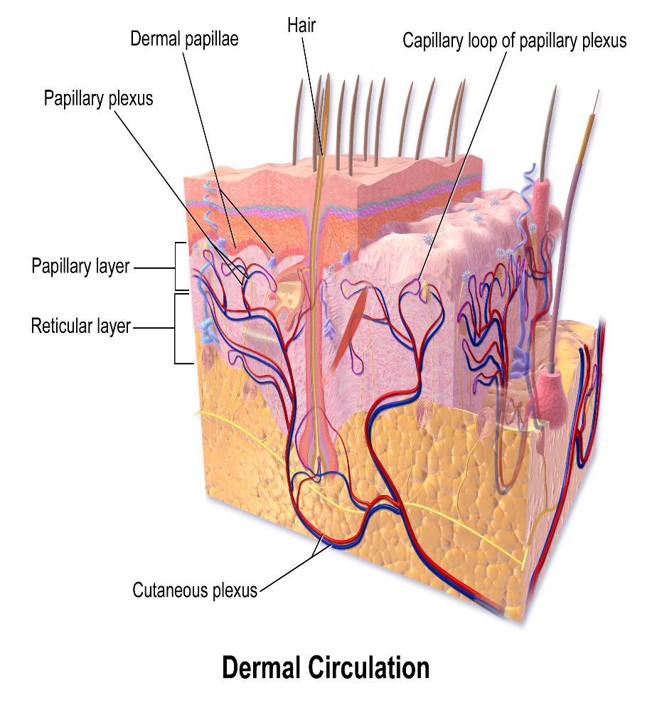 Layers of the Dermis Consists of two layers: Papillary layer which consists of: areolar connective tissue that is