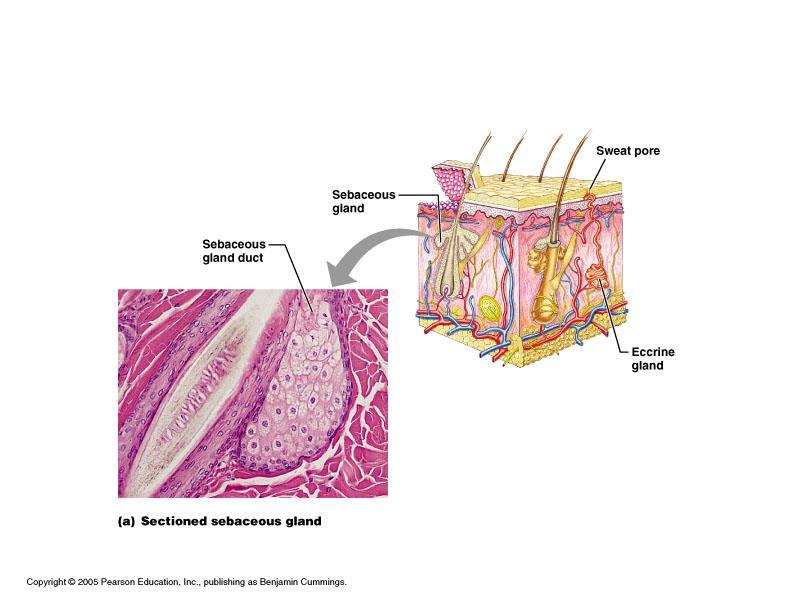 Sebaceous (Oil) Glands Entire body except palms and soles Produce sebum by
