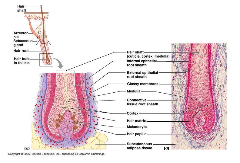 Hair and Hair Follicles: Complex Derived from epidermis and dermis Everywhere * but palms, soles, nipples, parts of