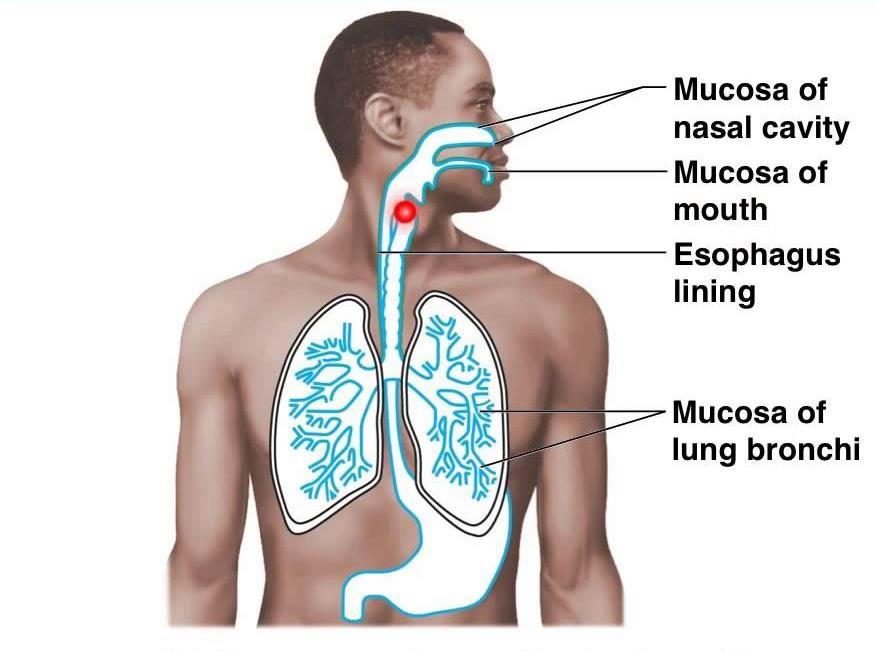 Types of Membranes Mucous Membranes: line cavities and tubes that open to the outside of