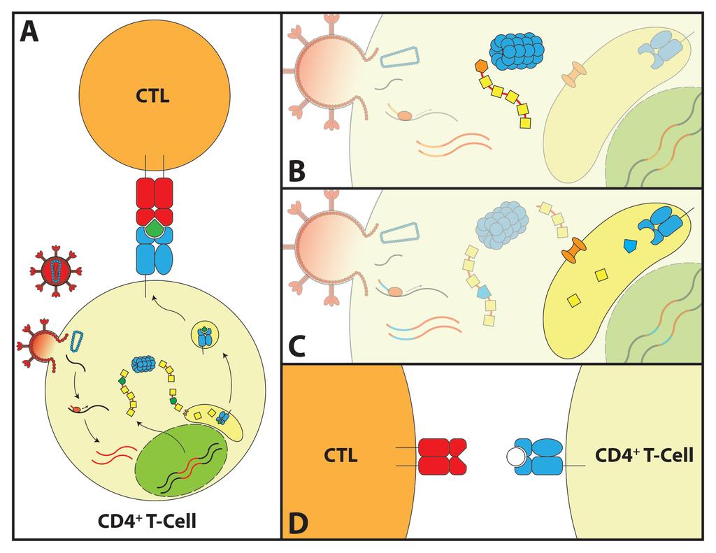 Figures Figure 1. HIV-1 antigen presentation to CTL, and mechanisms of immune escape.