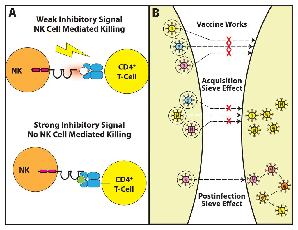 Figure 4. Other types of immune-driven selection in HIV-1: KIR and vaccine-induced escape.