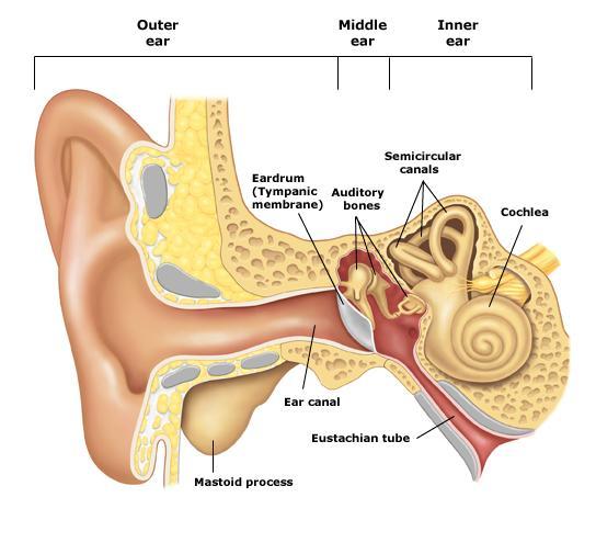 Ear Anatomy Ear Anatomy: Tiny hair cells inside the cochlea transmit electrical pulses to the auditory nerve and brain