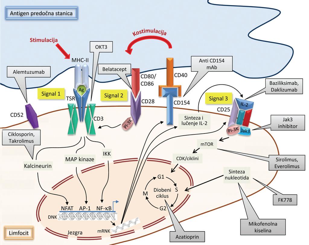 Slika 5. Mjesta djelovanja imunosupresivnih lijekova. Preuzeto iz Živčić-Ćosić i sur., 2010. MHC: glavni sustav tkivne podudarnosti, prema engl.