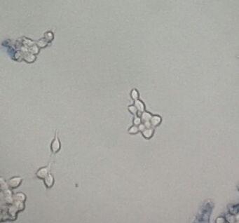 2.5. Stanice HEK-293 Stanice HEK-293 su stanice koje izvorno potječu iz humanih embrijskih stanica bubrega uzgojenih u kulturi tkiva. Stanice HEK-293 se u laboratorijskim uvjetima (slika 6.