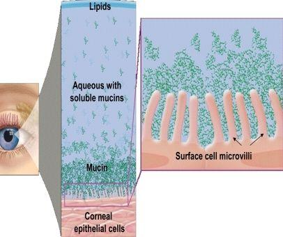 Microvilli: Microvilli Mucin Microvilli contribute to the stabilization of the tear fluid by serving as a scaffold for the localization of mucin Microvilli Goblet cells In dry eye
