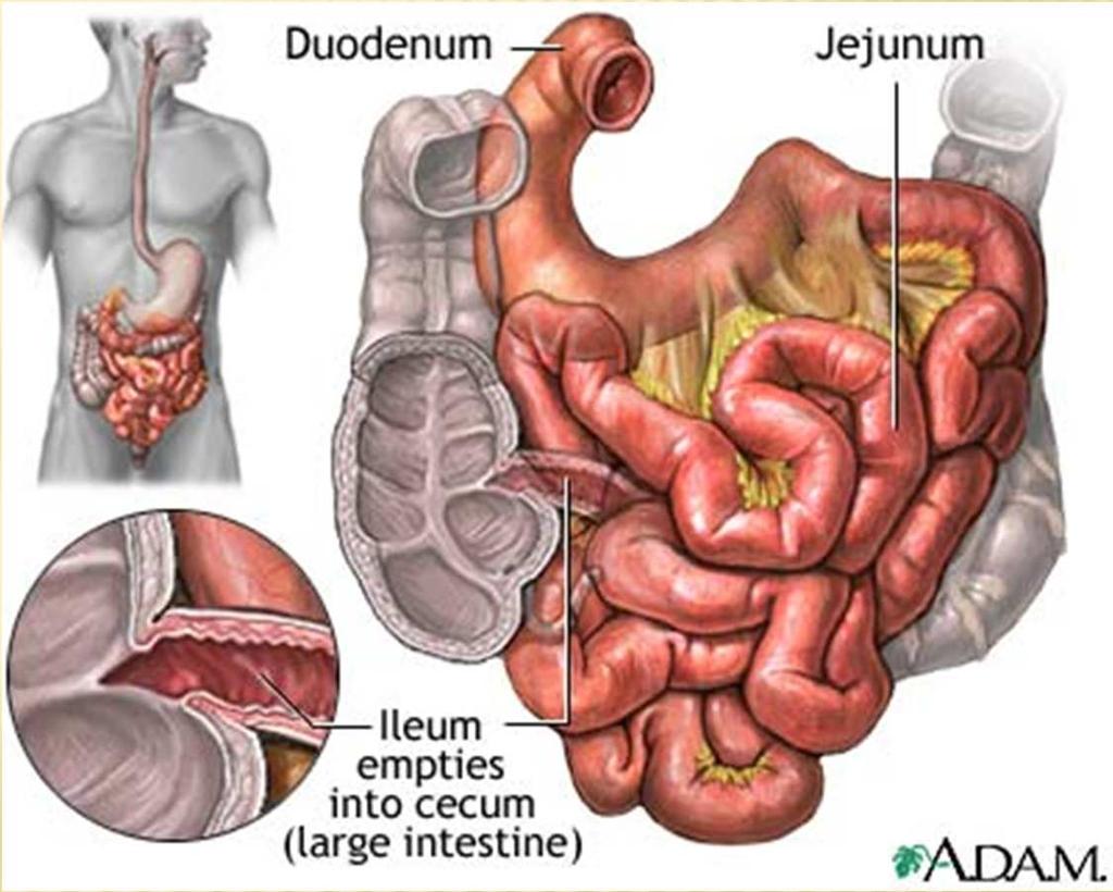 SMALL INTESTINE DUODENUM first segment, curves around pancreas, 12 long JEJUNUM next section, 8 ft.