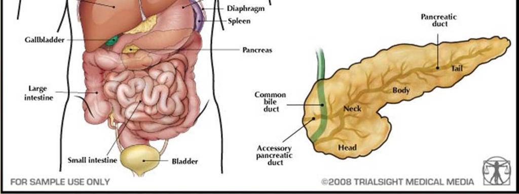 ACCESSORY ORGANS OF DIGESTION PANCREAS Located behind stomach