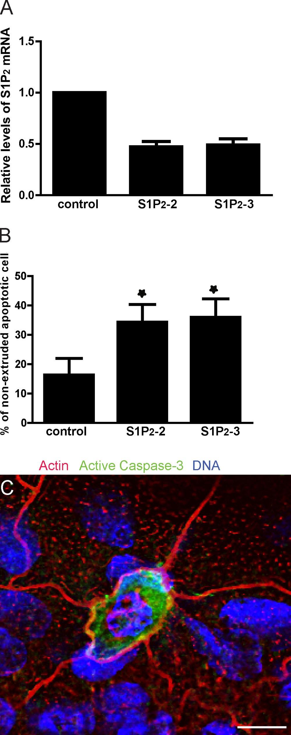 Figure S3. Apoptotic cell extrusion requires the signaling mediated by S1P 2. (A) qrt-pcr confirms knockdown of S1P 2 by shs1p 2-2 and shs1p 2-3 in HBE cells.