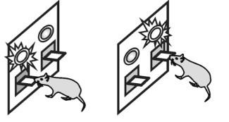 (Brown & Tait, 2016) Measures of cognitive flexibility: Rodent Model Set Shift Task