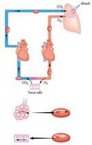 Alveolar and Cellular Respiration Slide 16 Normal Breathing Normal respiration should be effortless
