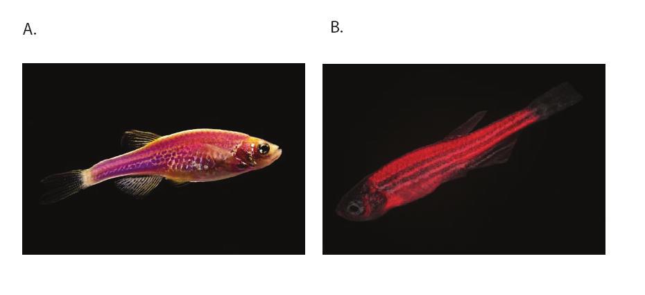 Supplementary Figure 1. Transgenic zebrafish expressing Katushka in muscle cells.