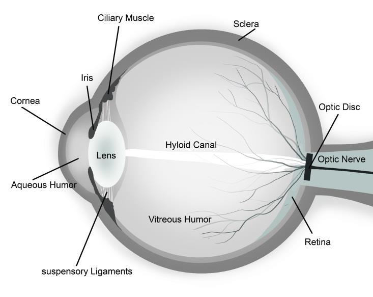 When the cornea is damaged due to injury, disease,