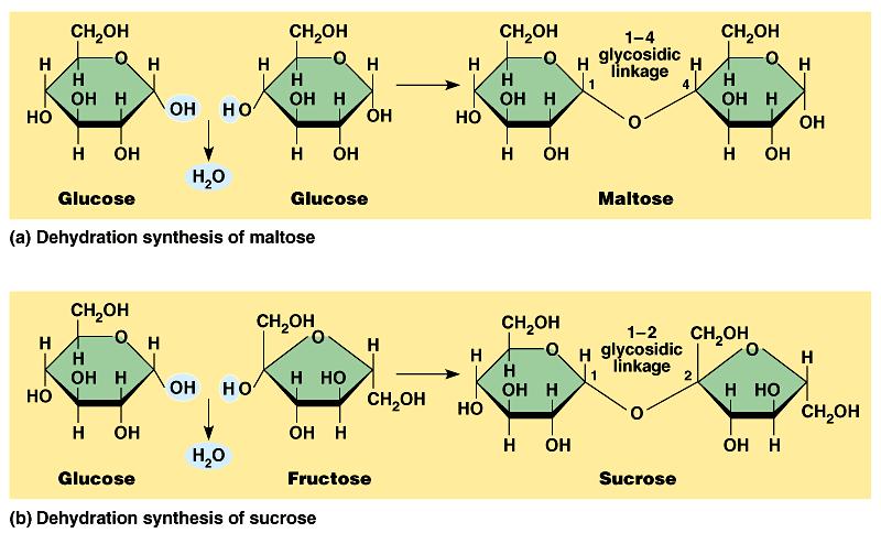 Two monosaccharides can join with a glycosidic
