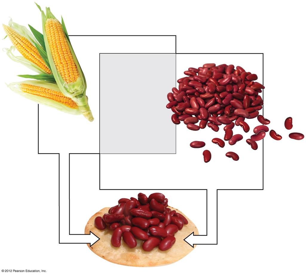 Complementary food combinations Essential amino acids Corn Methionine Valine
