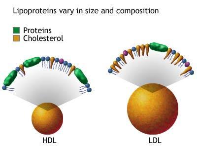 Lipoproteins Lipoproteins are clusters of lipids (including cholesterol) and proteins that travel in blood plasma.