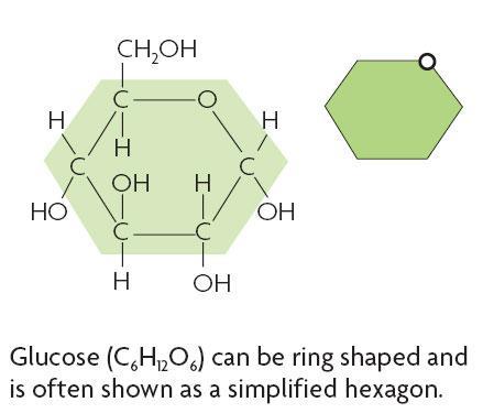 Four main types of carbon-based molecules are found in living