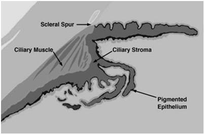 Ciliary Muscle Makes up the bulk of the ciliary body