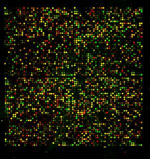 Microarrays First tool used to measure RNA levels, the most used for gene expression profiling.