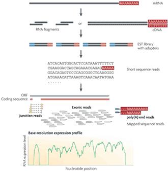 RNA-Seq Uses the capabilities of next-generation sequencing to reveal a snapshot of RNA presence and quantity from a genome at a given moment in time Detect