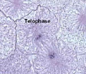 Telophase Polar fibers elongate Nuclear Nucleolus reappears Mitosis is