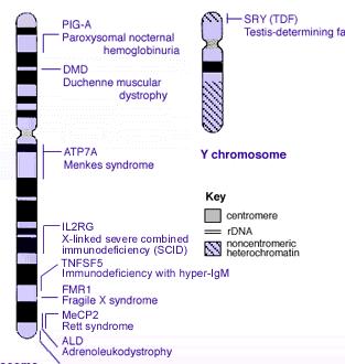 23 rd pair of chromosomes is the sex chromosomes - XY for