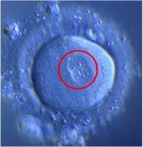 Gametes are haploid cells - they are reproductive cells, either sperm or egg Each sperm or egg has