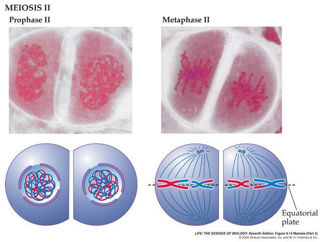 Meiosis II (Prophase II) Spindle moves chromosomes toward the