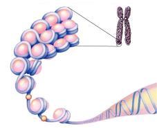nucleolus DNA histone protein