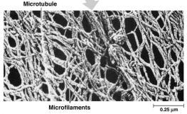 protein fibers microfilaments,